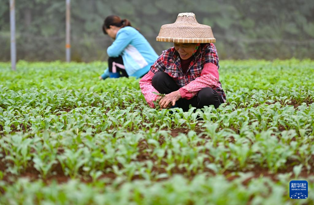 海南冬季瓜菜上市