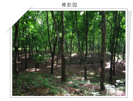 海南省国营珠碧江农场