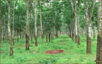 胶+树+已开割的橡胶树