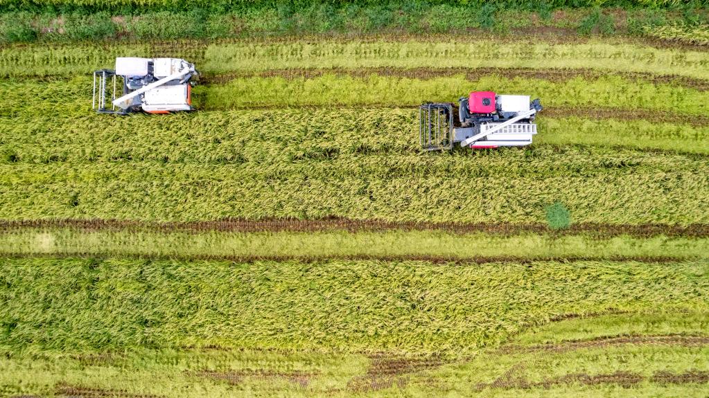 海南三亚：科学轮作 &ldquo;钱粮双丰收&rdquo;