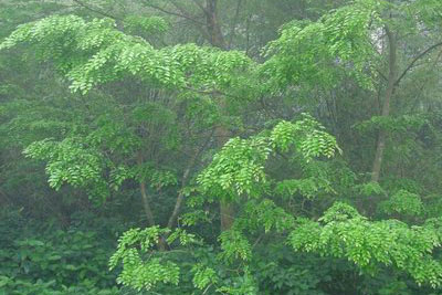 海南东方 感恩花梨情醉美三月三_新华网海南频