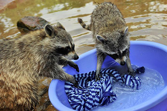 动物园评选明星劳模 浣熊现场洗衣服