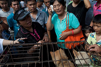 爱狗人士玉林花钱救狗 狗贩争先恐后出售 - 新