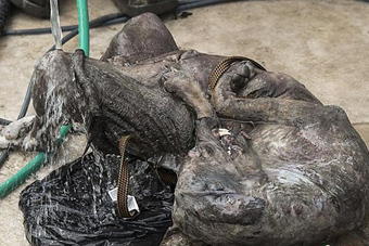 美国男子发现怪物尸体 面相狰狞疑为吸血怪兽 - 新华网海南频道