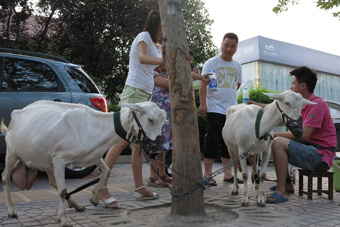 儋州:国际象棋特级大师游东坡书院 品特色美食