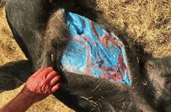 美国猎人打到阿凡达野猪 猪肉呈蓝色 - 新华网