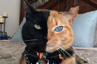 美国黄黑脸分裂猫走红网络- 新华网海南频道