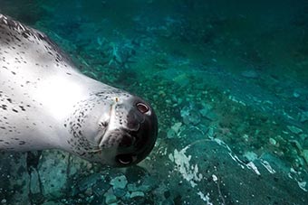 南极海豹展现搞笑天赋- 新华网海南频道