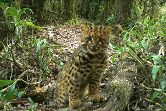 珍稀动物云猫再现云南- 新华网海南频道