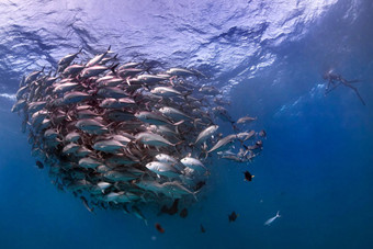 探险家抓拍海底鱼群龙卷风 场面壮观- 新华网