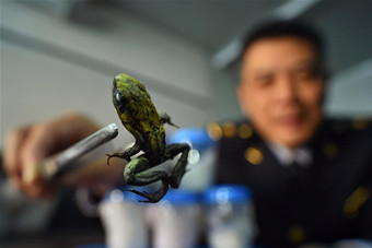 北京出入境检验检疫局截获毒性最强物种之一箭