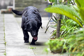 小 狗专注拿耗子5年  爱管闲事成小区明星狗- 