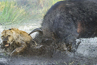 母爱无敌!水牛妈妈为救子冲撞刺死万兽之王- 新