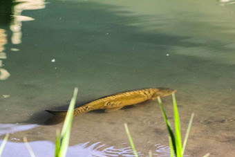 敦煌 月牙泉再现 罕见 铁背鱼 引围观- 新华网海