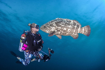 美流氓石斑鱼和女潜水员对嘴亲吻-新华网海