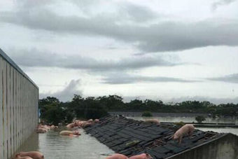 安徽怀宁县1万多头猪被洪水围困 爬上屋顶求生