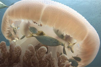 机灵!小鱼藏身水母腹中成功逃避捕食者