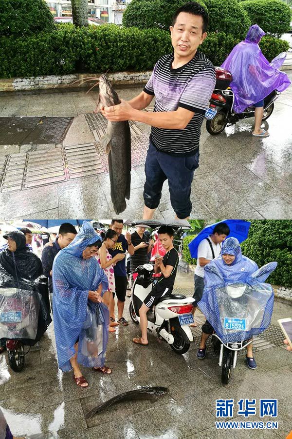 海口暴雨冲开井盖 数条鲶鱼“出游”