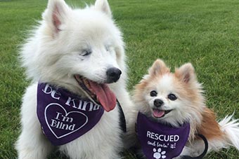 感动!美两只小狗互帮互助形影不离-新华网海南