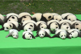 前方高能! 2016级 大熊猫宝宝集体亮相上演 熊