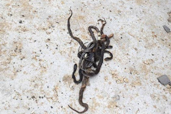 南京六合一养殖场200多条有毒眼镜蛇外逃-新华