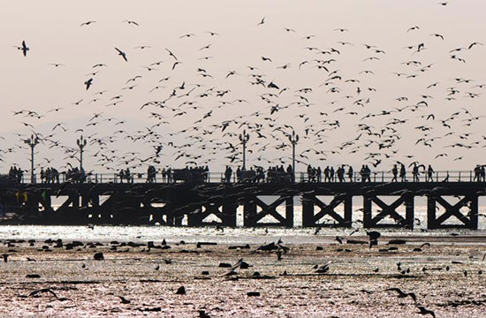 青岛栈桥进入最佳期观鸟期 万鸥齐飞遮天蔽日