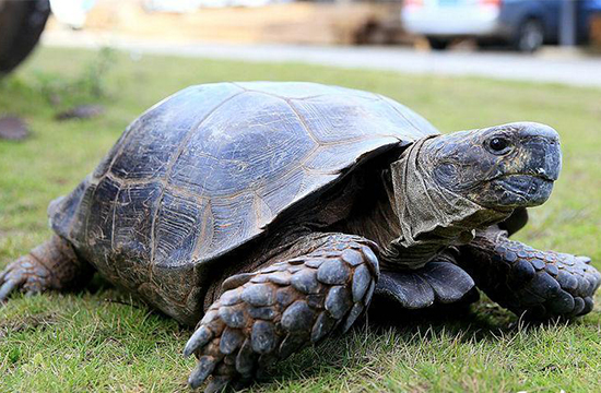 云南勐海森林公安查获巨型 龟丞相 体重超20k