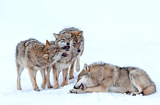 瑞典野狼雪地挠痒痒 高冷形象碎一地!-新华网海
