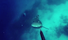 食人鲨突袭潜水者 男子用捕鱼枪堵其嘴火速逃