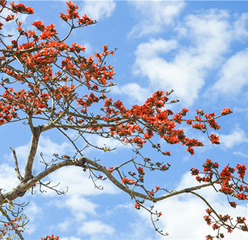 木棉花開美景