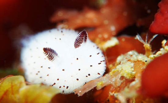 潛水前 這部海洋生物集錦分界洲島版本你看了嗎?