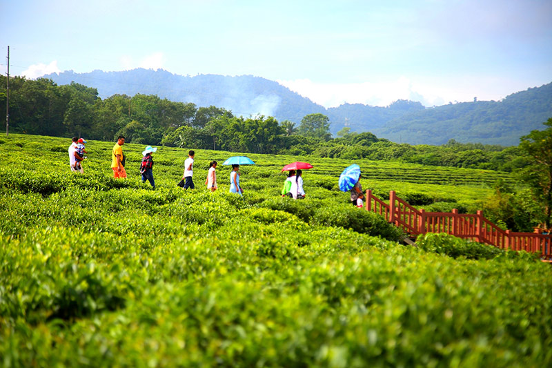 海南白沙茶园小镇开园 每天都有新玩法