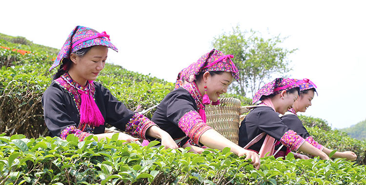 海南五指山啟動早春茶開採節儀式