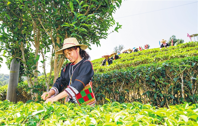 五指山：春日採茶忙