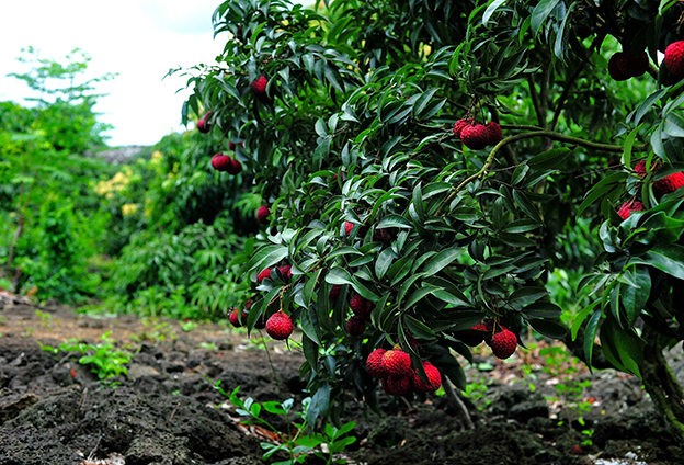 “四个统一”能从源头规范管理农产品种植质量和采摘标准