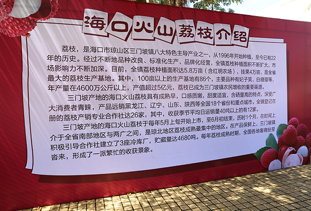 海口荔枝的栽培历史超过一千年