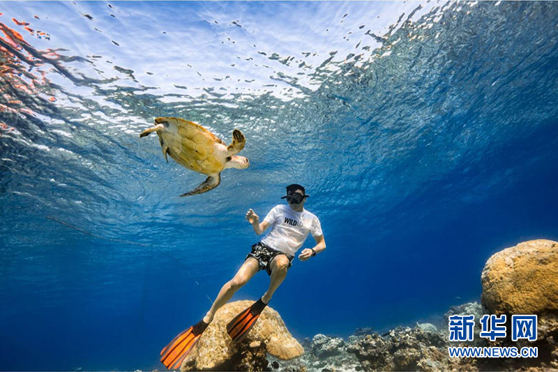 海龟是一种神奇的动物