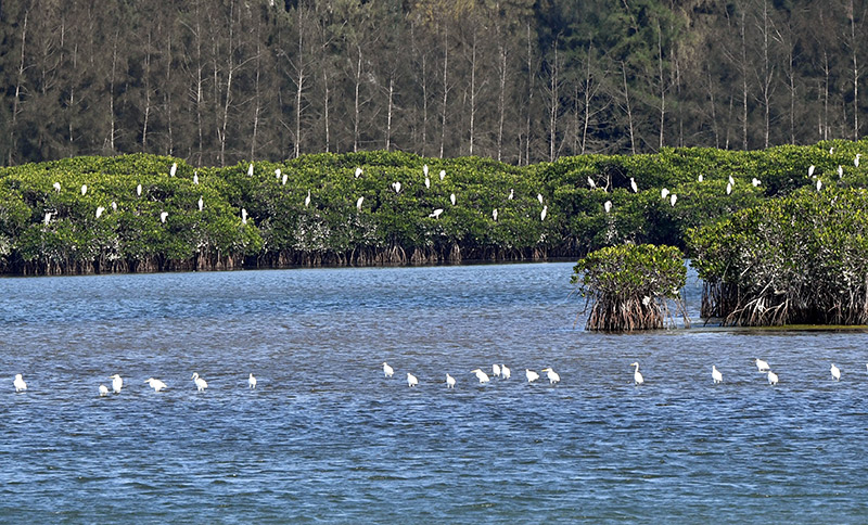 世界海洋日：保护和可持续利用海洋