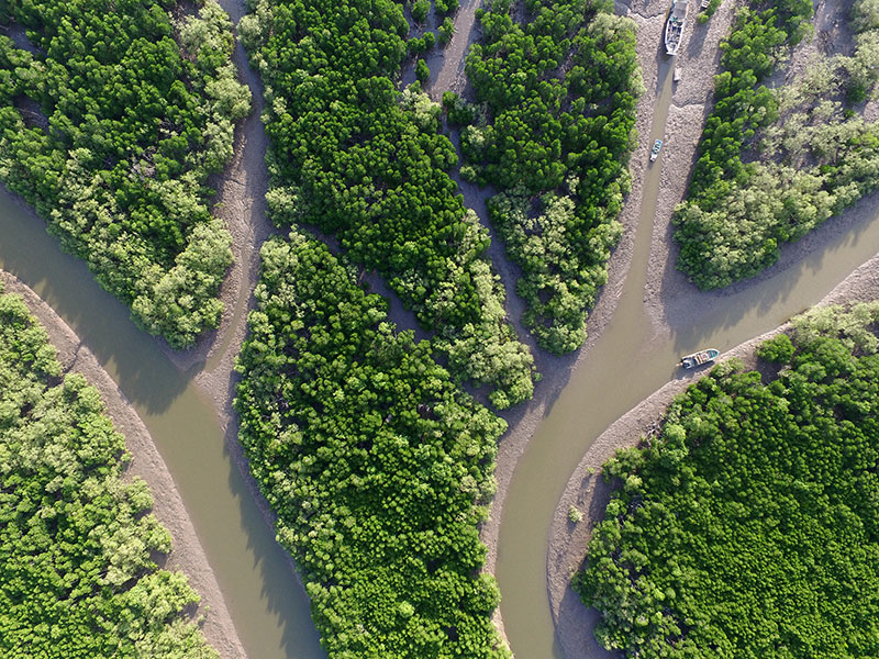 &ldquo;缘&rdquo;与&ldquo;果&rdquo; 珍稀濒危物种红榄李背后的守护