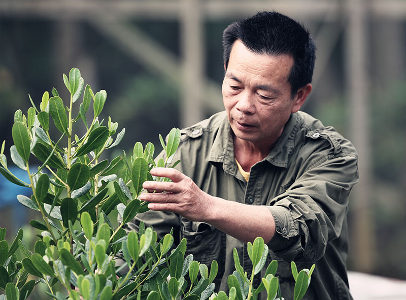 王式军：&ldquo;缘&rdquo;与&ldquo;果&rdquo;珍稀濒危物种红榄李背后的守护