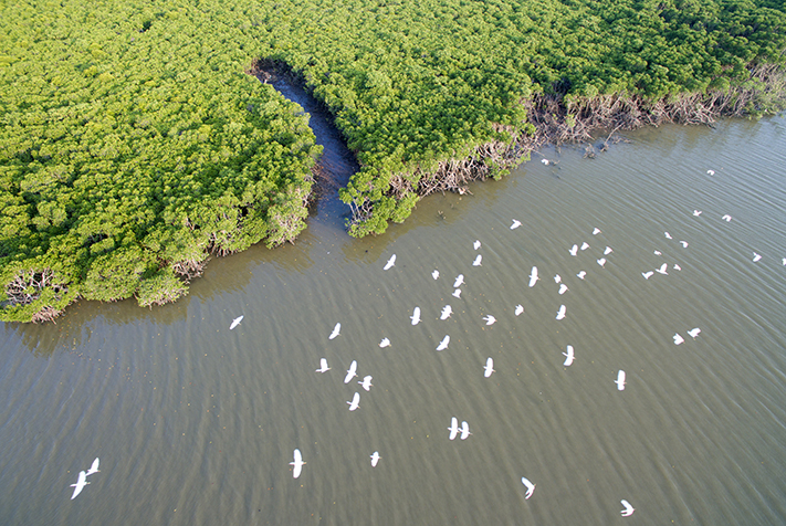 航拍海南东寨港红树林保护区 人与自然和谐相处