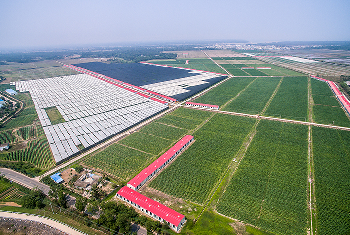 2018第六屆儋州雪茄節:嘉賓考察雪茄種植基地尋商機