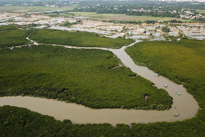 海南海口：东寨港湿地生态修复工程开工