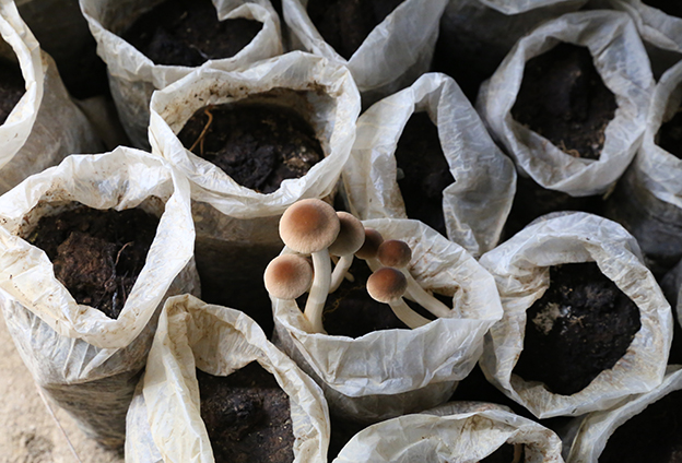 多方摸索 确定茶树菇为风险小、可持续的朝阳产业