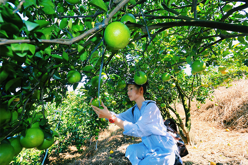 瓊中綠橙將于10月26日正式上市
