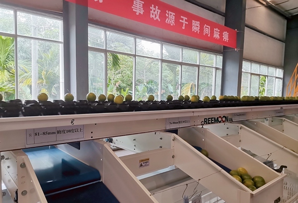 琼中绿橙开摘上市 建议批发价14元/斤