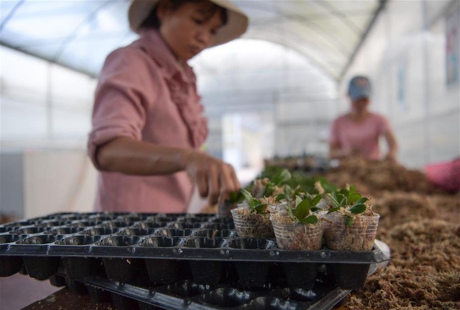 海南规划2025年花卉种植总面积达50万亩