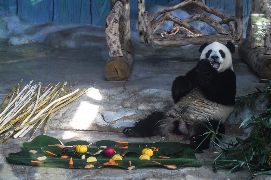 海口：大熊猫吃“饺子”迎春节