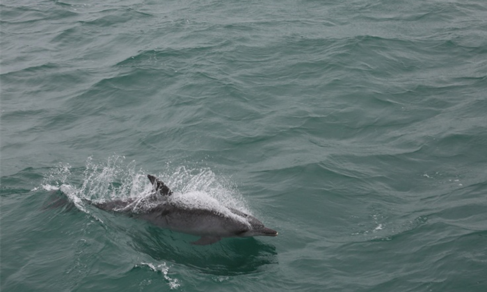 亮眼！琼州海峡突现海豚群