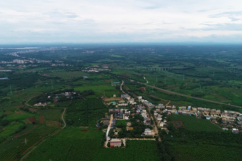 綠意綿長造美景 果茶飄香富敦茶